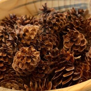Mini Pine Cones - Set of 30